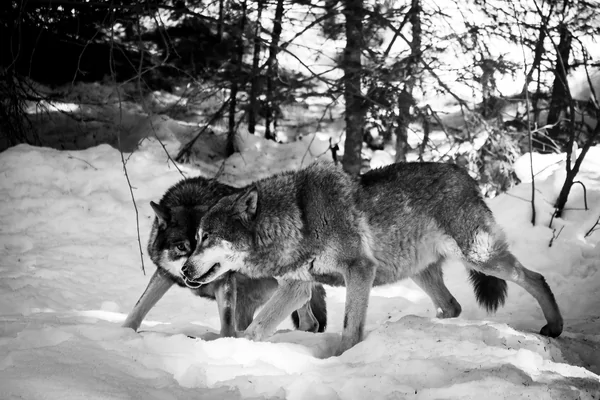 Which wolf do you feed? Why compassion is needed to heal ourselves and the world