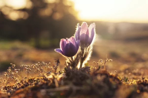 The beauty of the beginner’s mind and how it brings happiness into everyday life