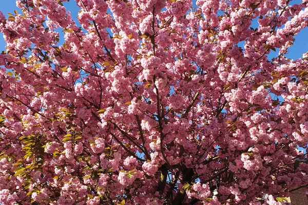 Spring Day of Nourishment: Befriending your mind