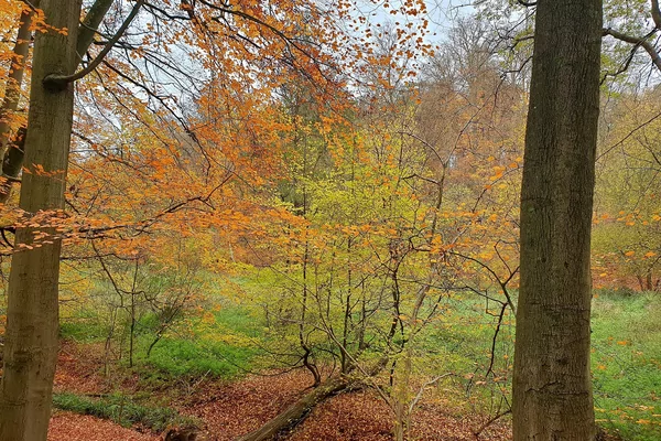 Day of Nourishment: Letting go and autumn renewal
